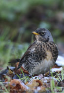 Fieldfare.